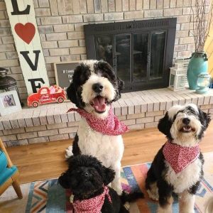 3 doodles posing I the doodle pro